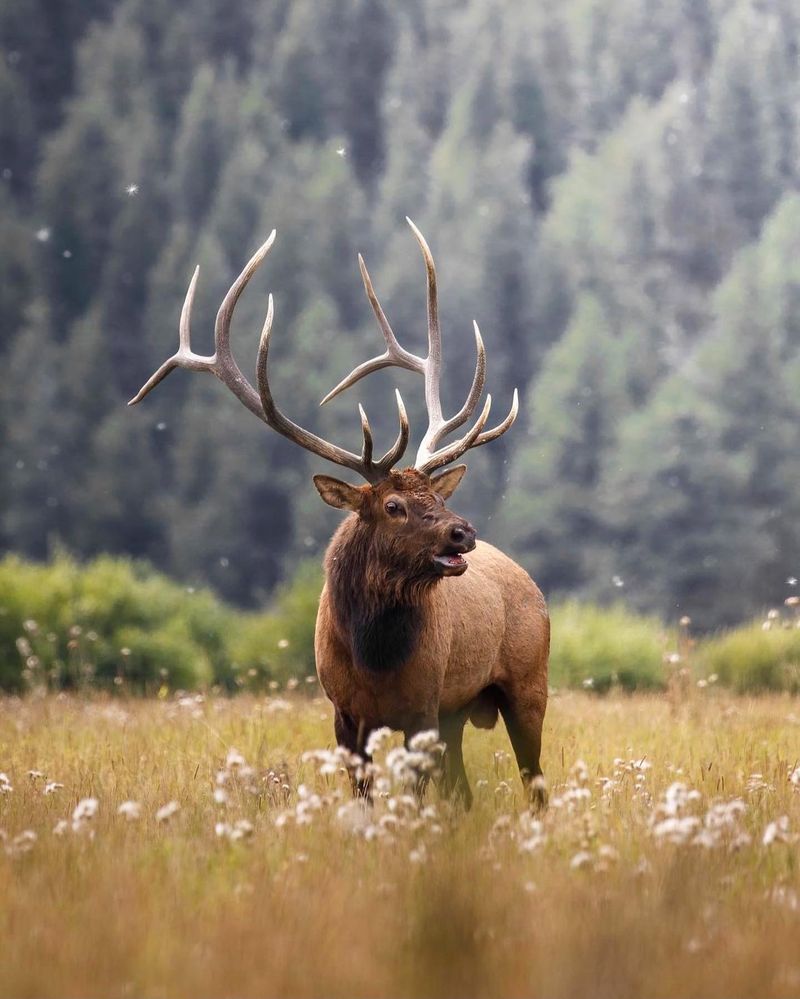 Elk