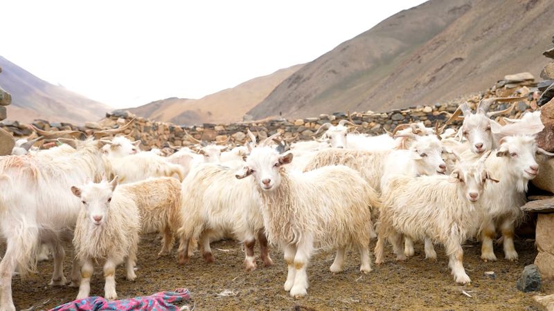 Cashmere Goats