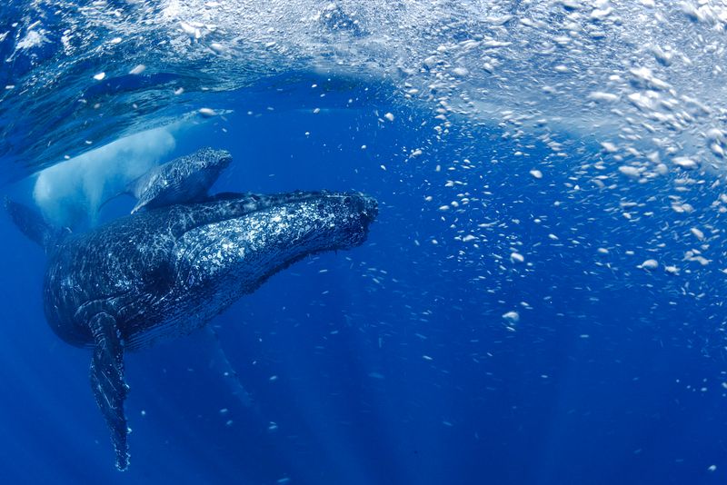 Humpback Whale
