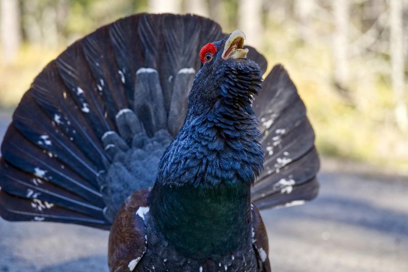 Eurasian Capercaillie