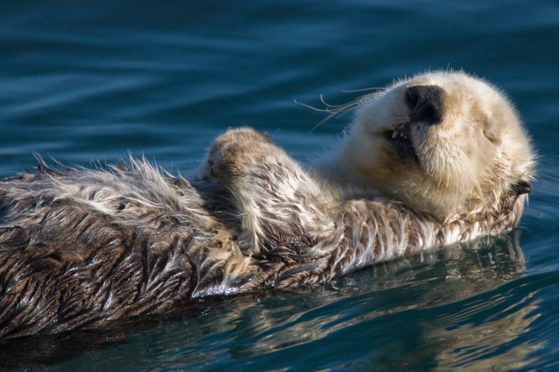 Sea Otter