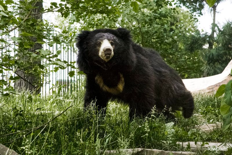 Sloth Bear
