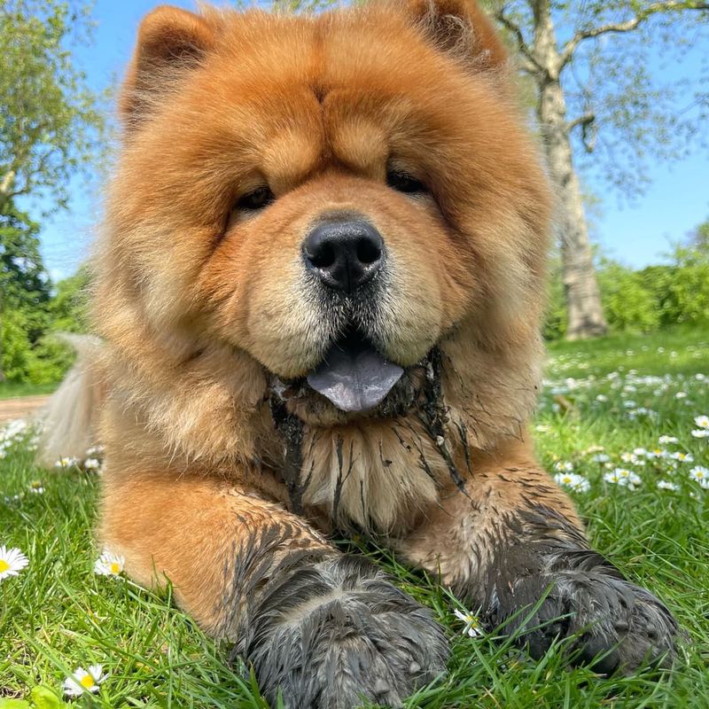 Chow Chow