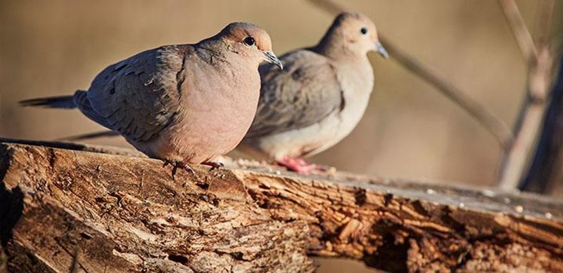 Mourning Dove