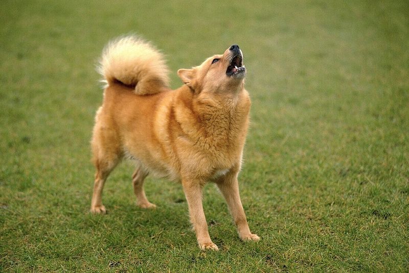 Finnish Spitz