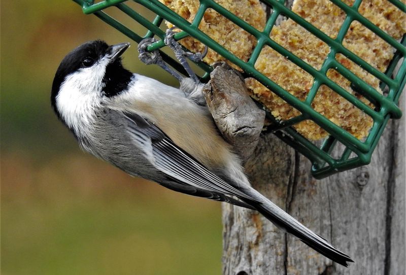 Chickadee