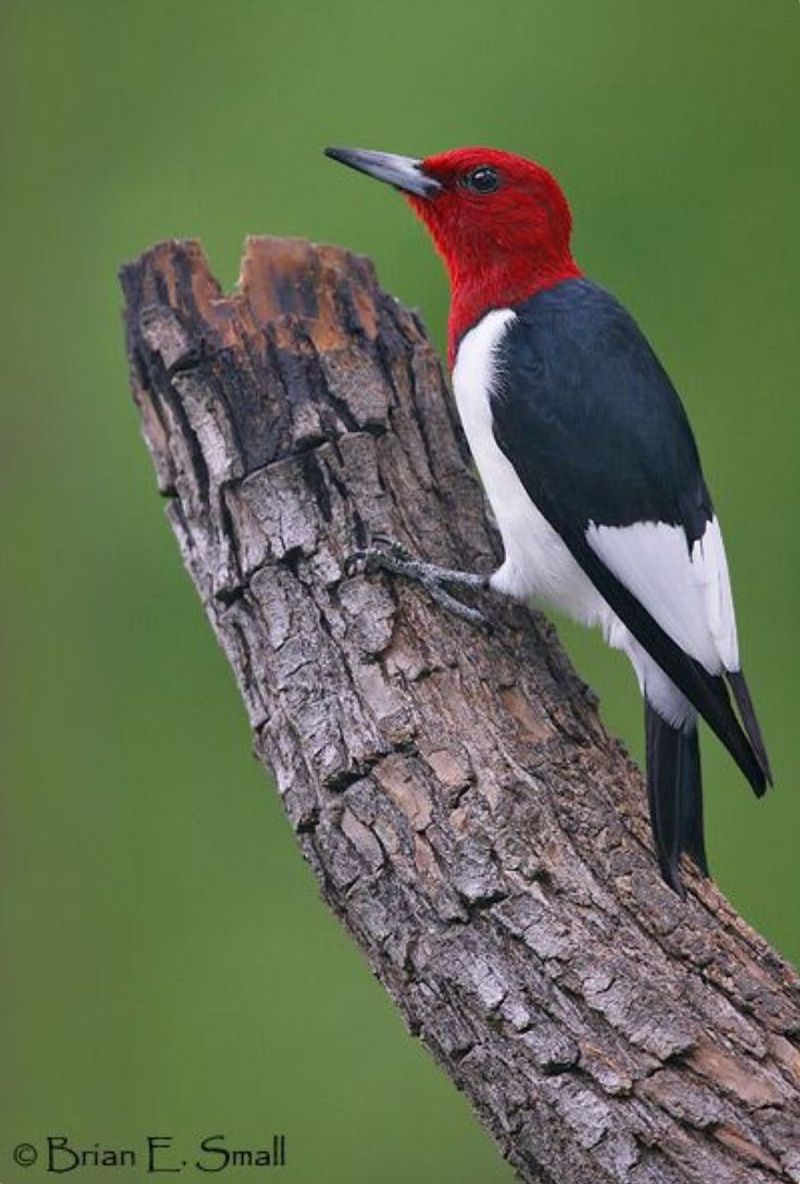Red-headed Woodpecker