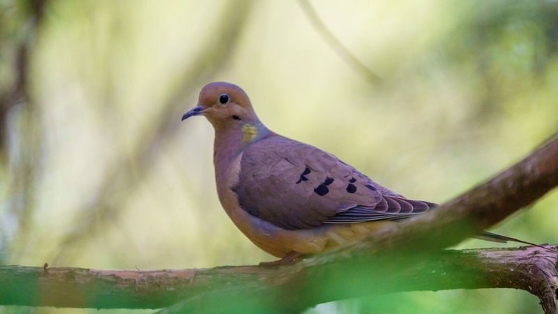 Mourning Dove