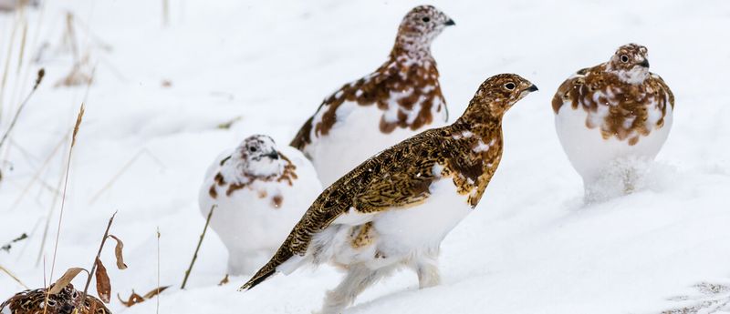 Willow Ptarmigan