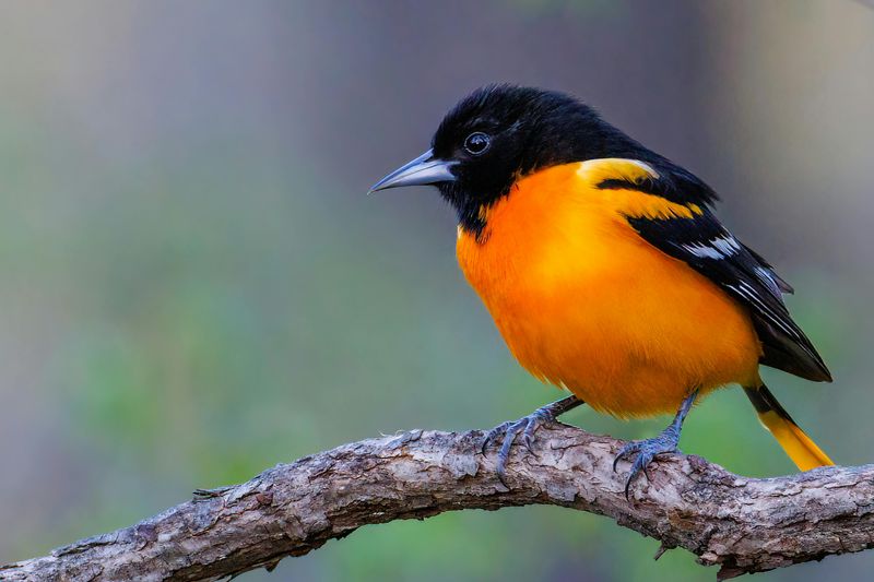 Baltimore Oriole