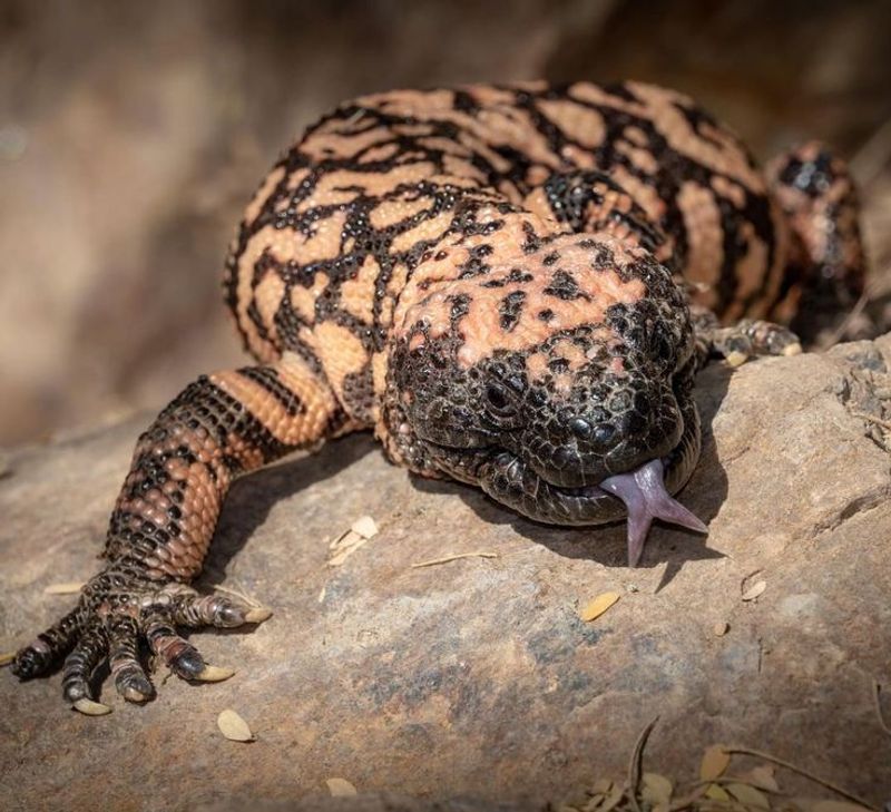 Gila Monster