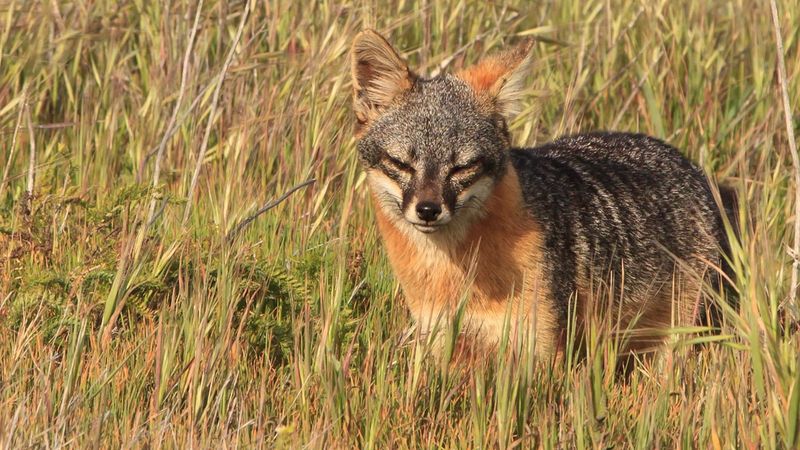 Island Fox