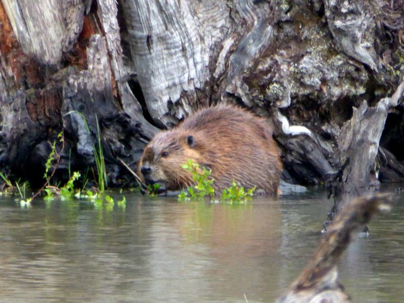 Beavers