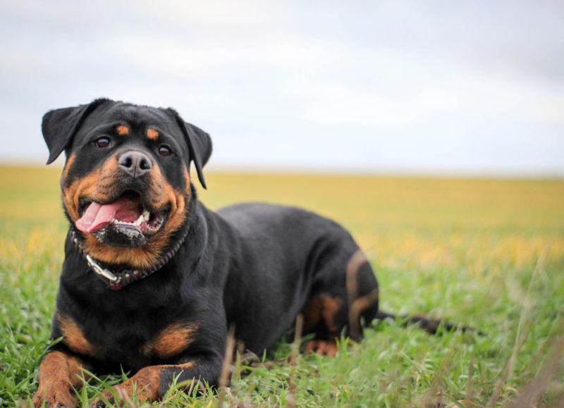 Rottweiler