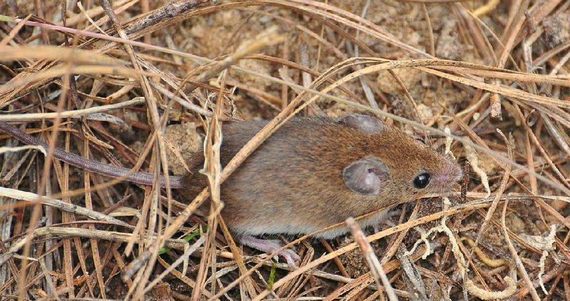 Eastern Harvest Mouse