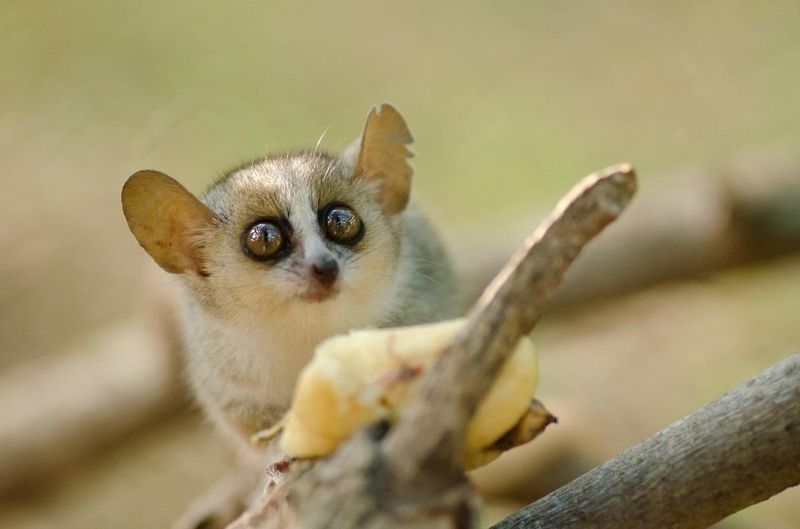 Pygmy Mouse Lemur