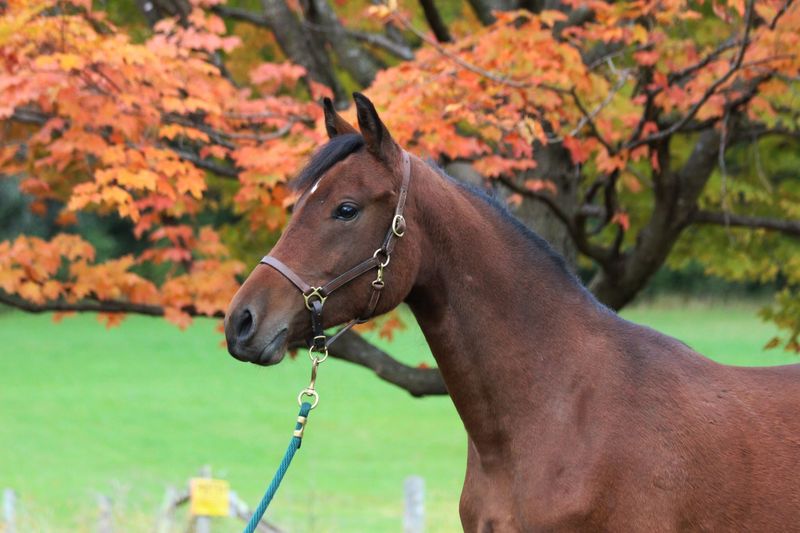 Morgan Horse