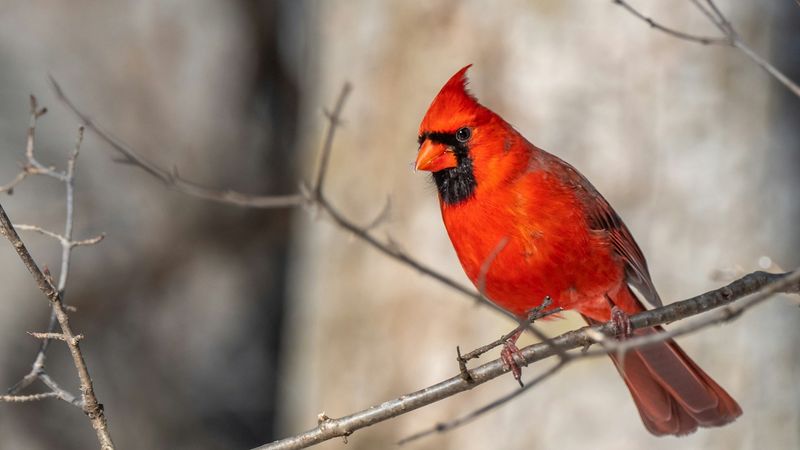 Northern Cardinal
