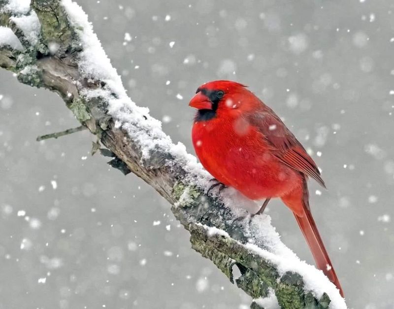 Northern Cardinal