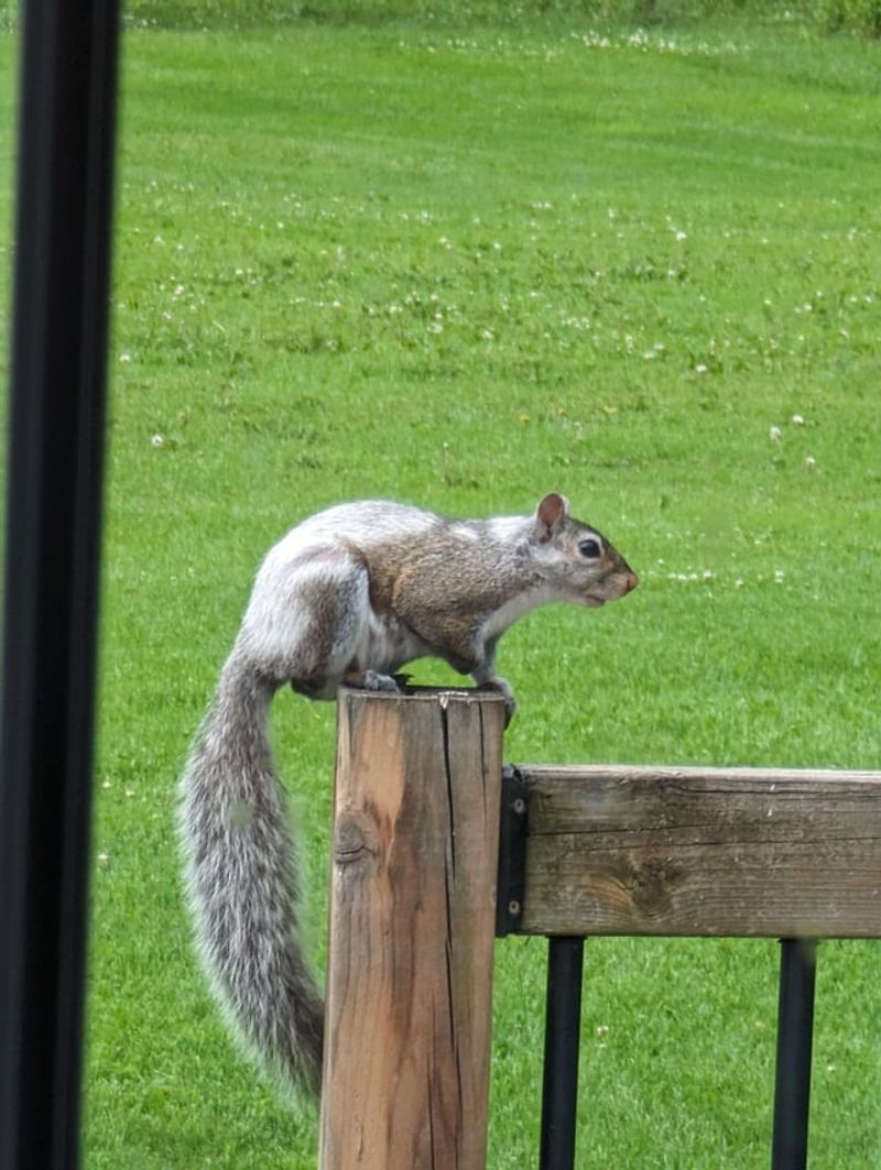 Eastern Gray Squirrel