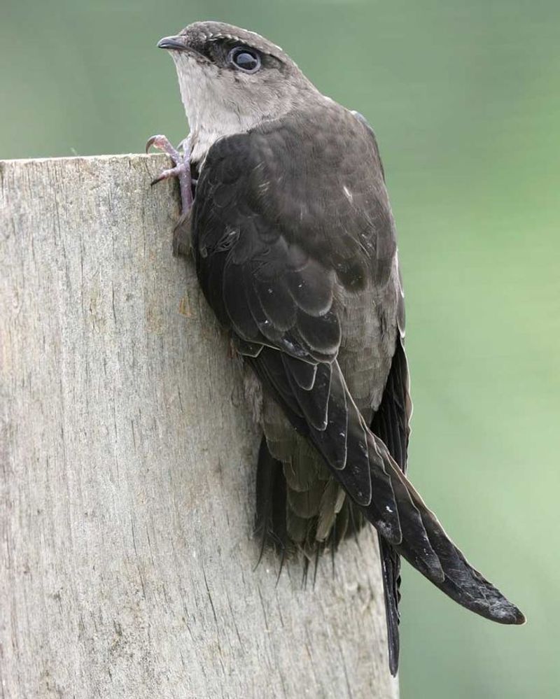 Chimney Swift