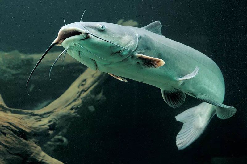 Channel Catfish