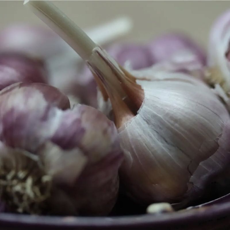 Garlic
