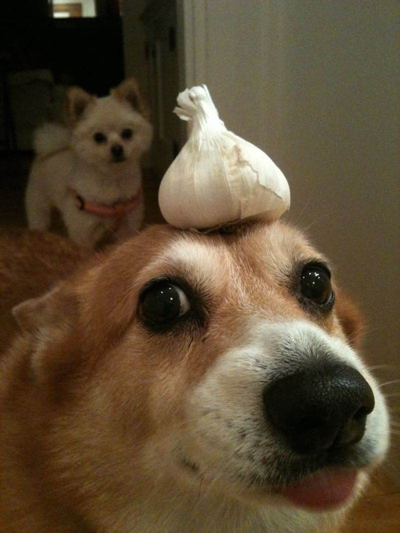Garlic