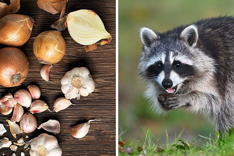 Garlic