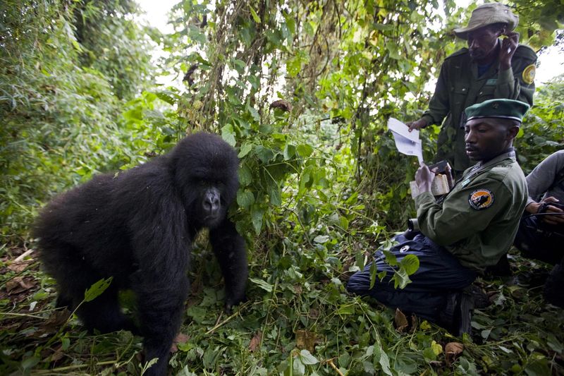 Mountain Gorilla
