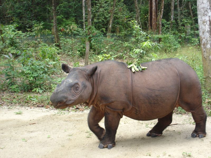 Sumatran Rhinoceros