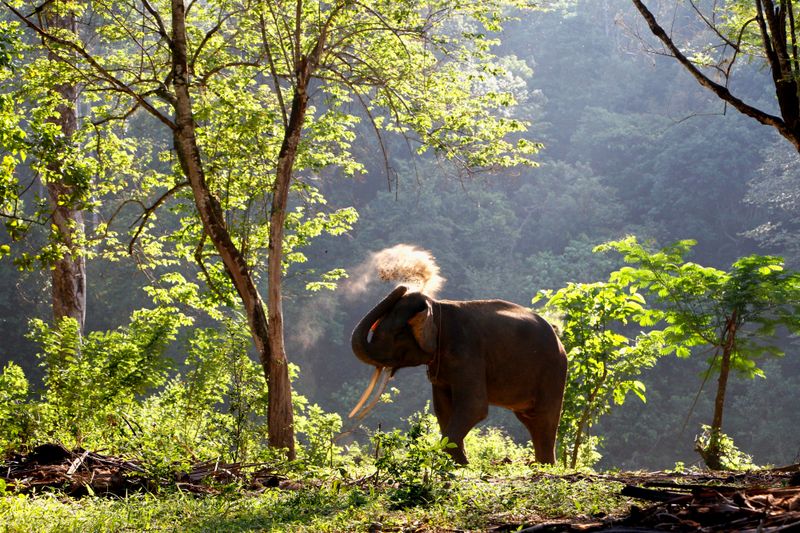 Sumatran Elephant