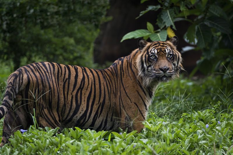 Sumatran Tiger