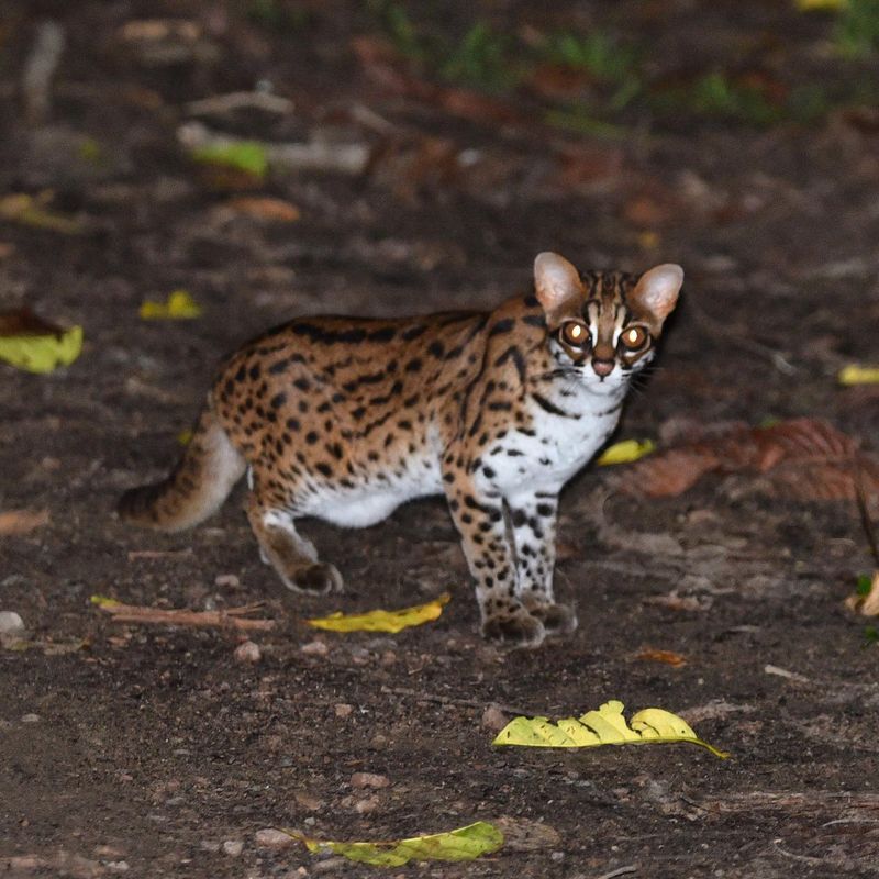 Borneo Bay Cat