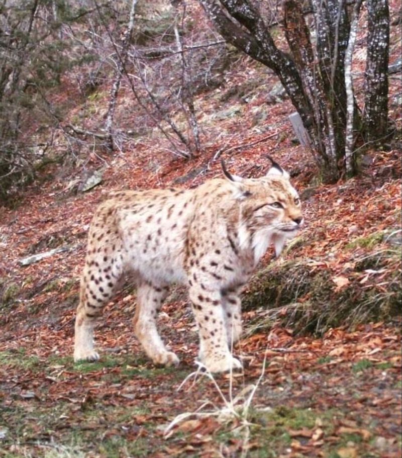 Balkan Lynx
