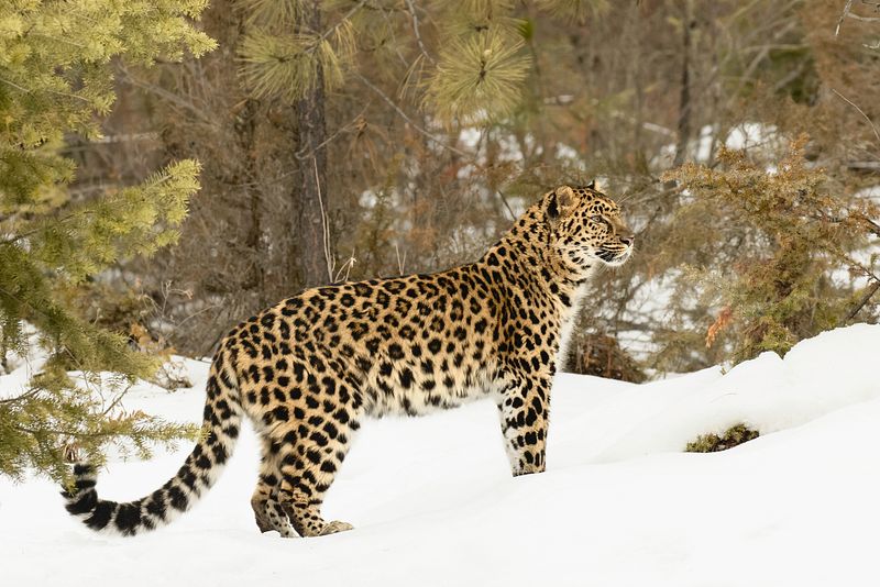 Amur Leopard