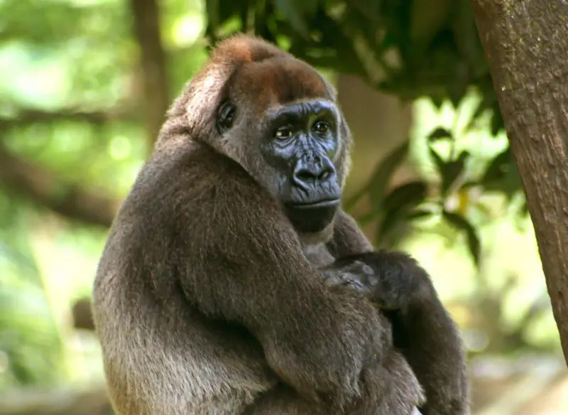 Cross River Gorilla
