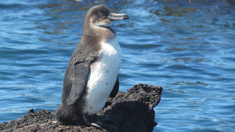 Galápagos Penguin