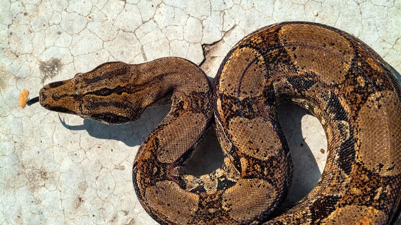 Boa Constrictor