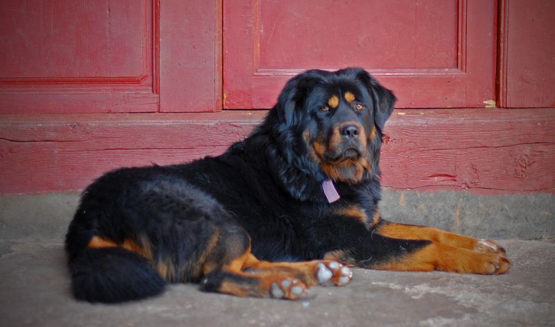 Tibetan Mastiff