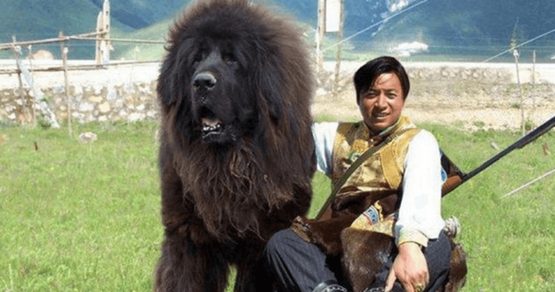 Tibetan Mastiff