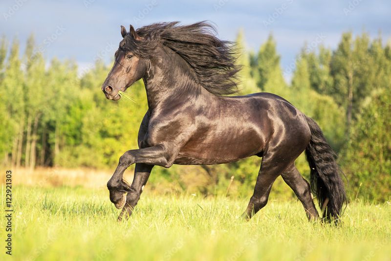 Friesian