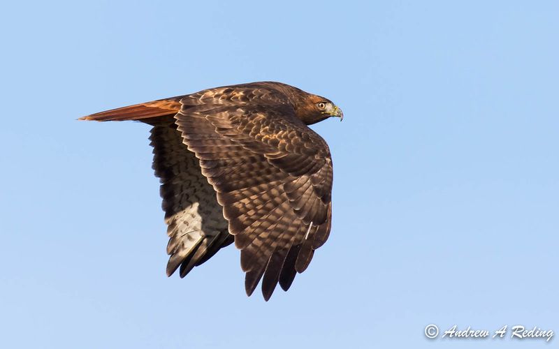 Rufous-tailed Hawk