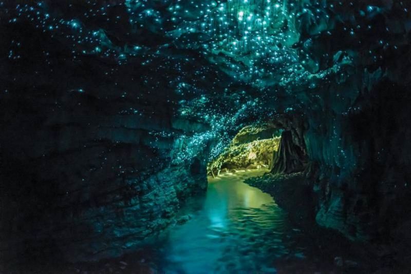 Glowworm