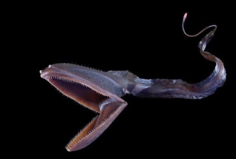 Gulper Eel