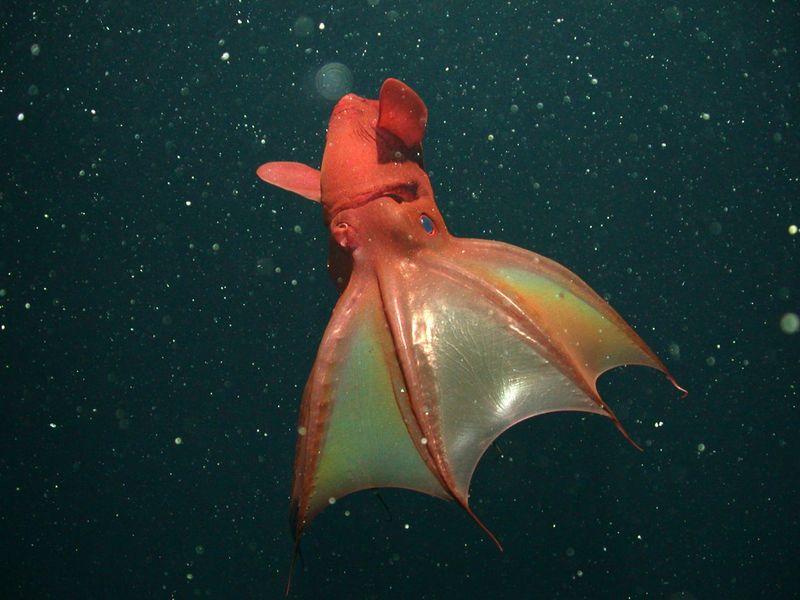 Snailfish (Pseudoliparis swirei)