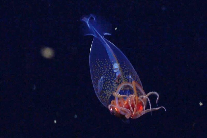 Colossal Squid