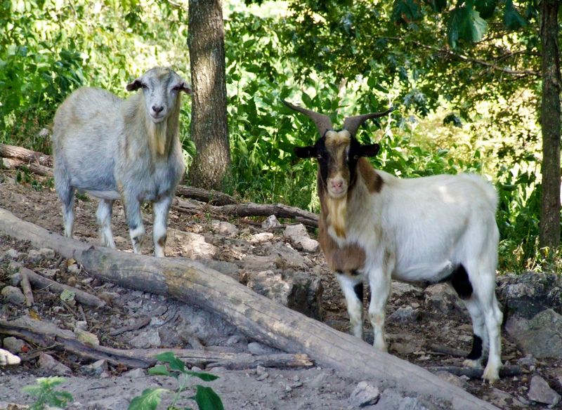 Myotonic (Fainting) Goat