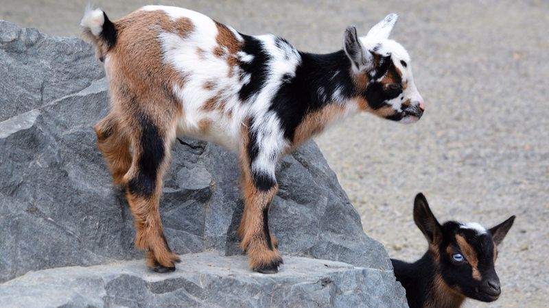 Nigerian Dwarf Goat