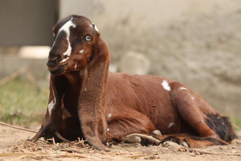 Nubian